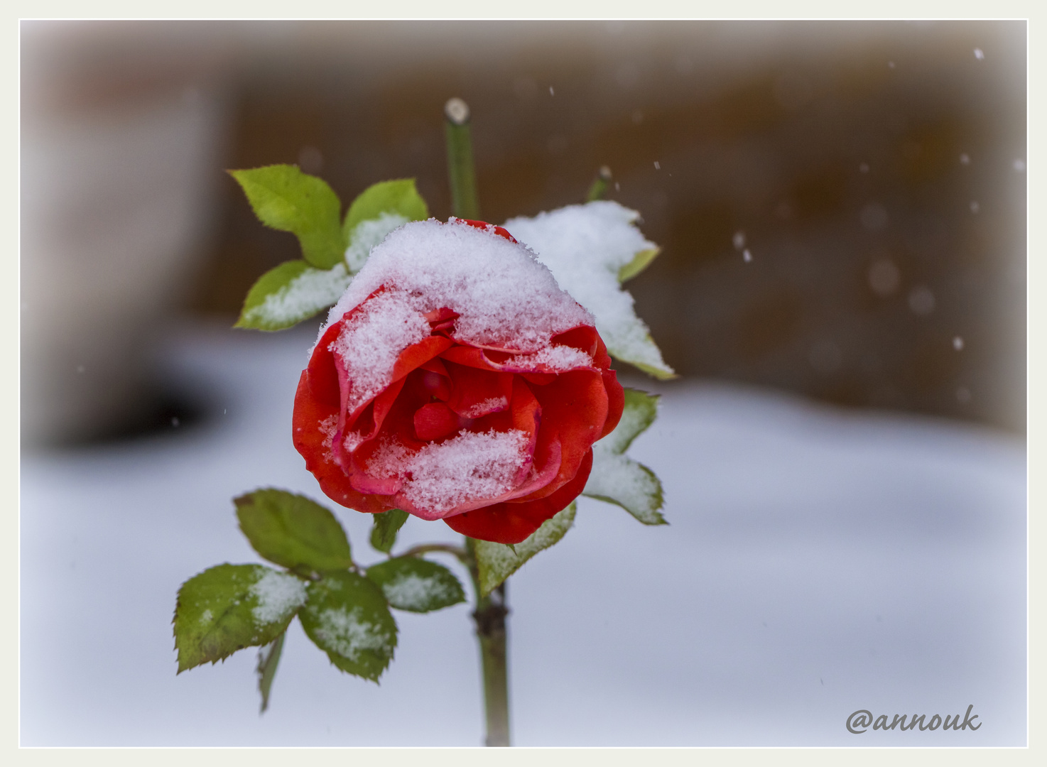 Rose im Advent