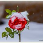 Rose im Advent