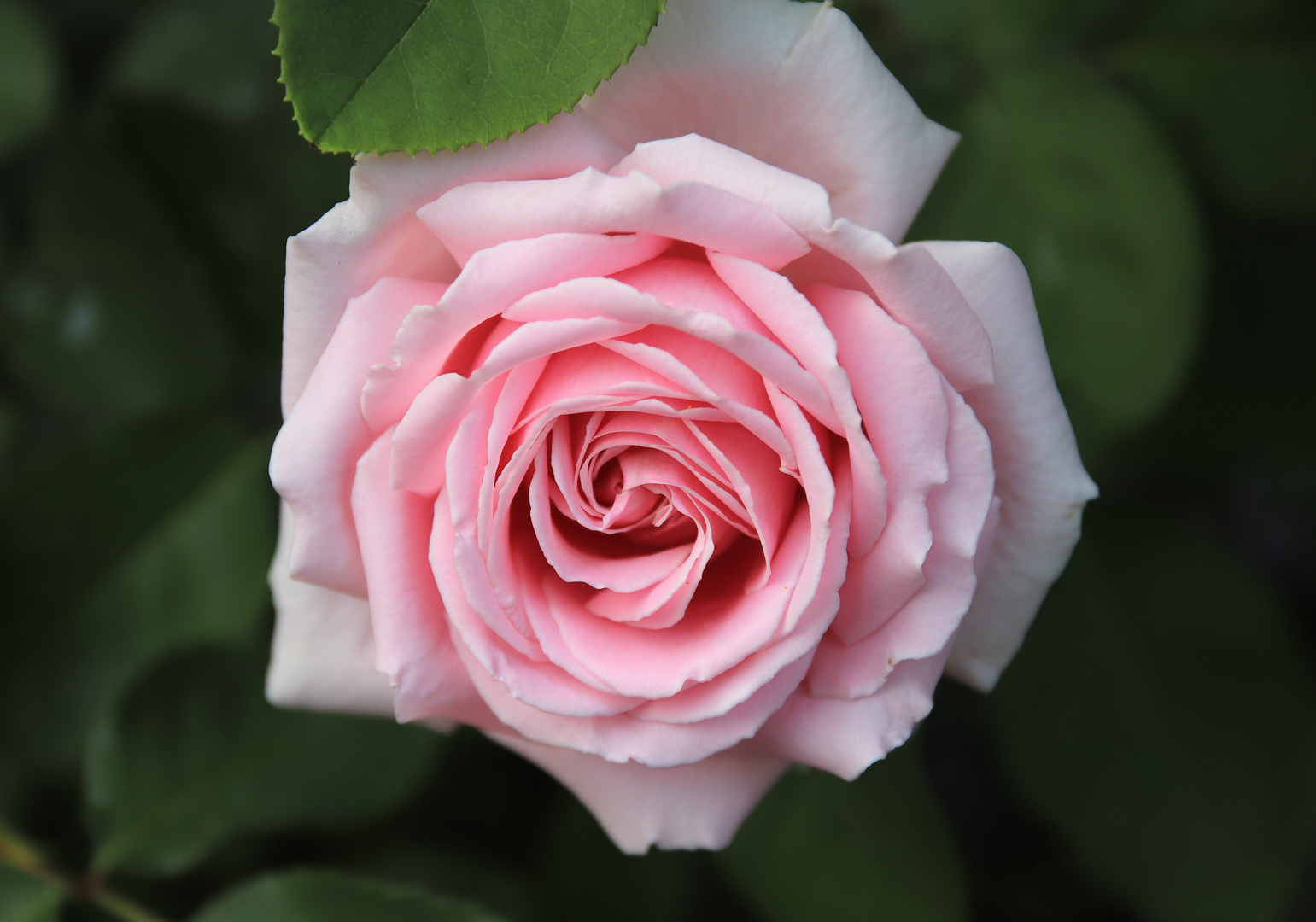 Rose im August aufgeblüht