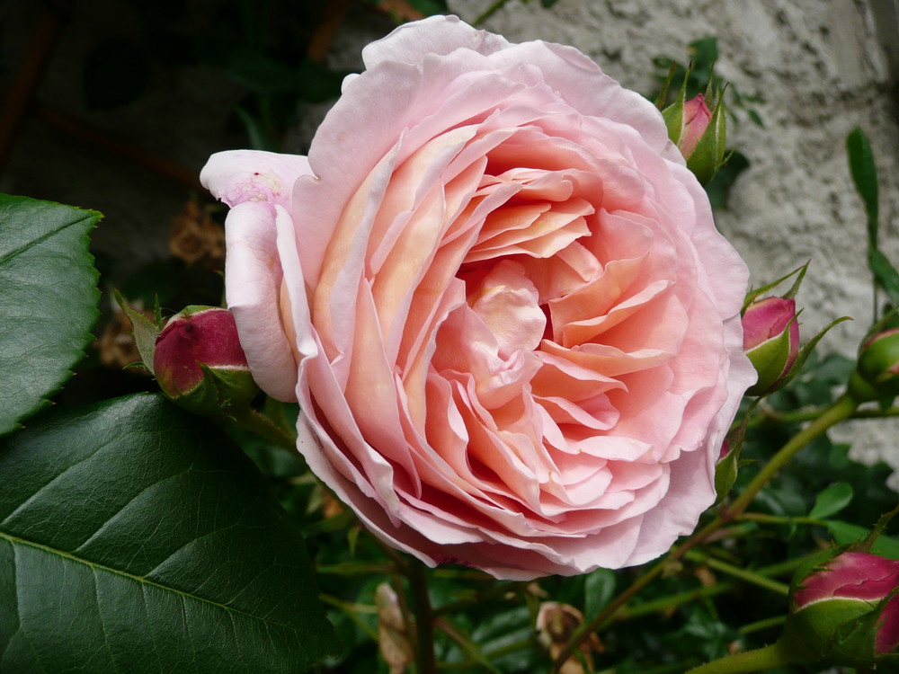 Rose im Bauerngarten