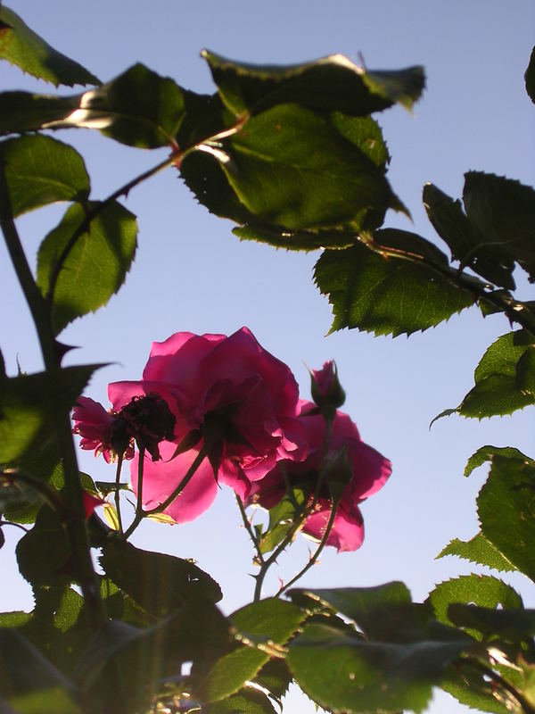 Rose im Blätterrahmen