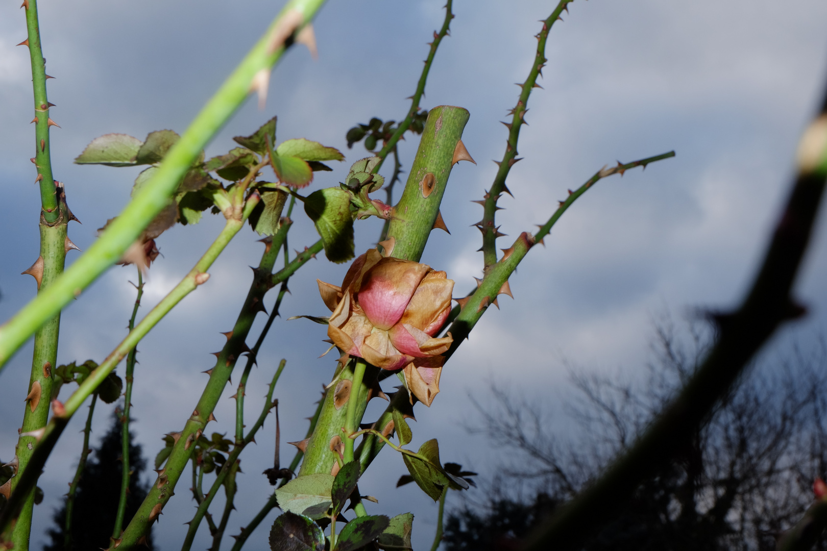 Rose im Blitzlicht