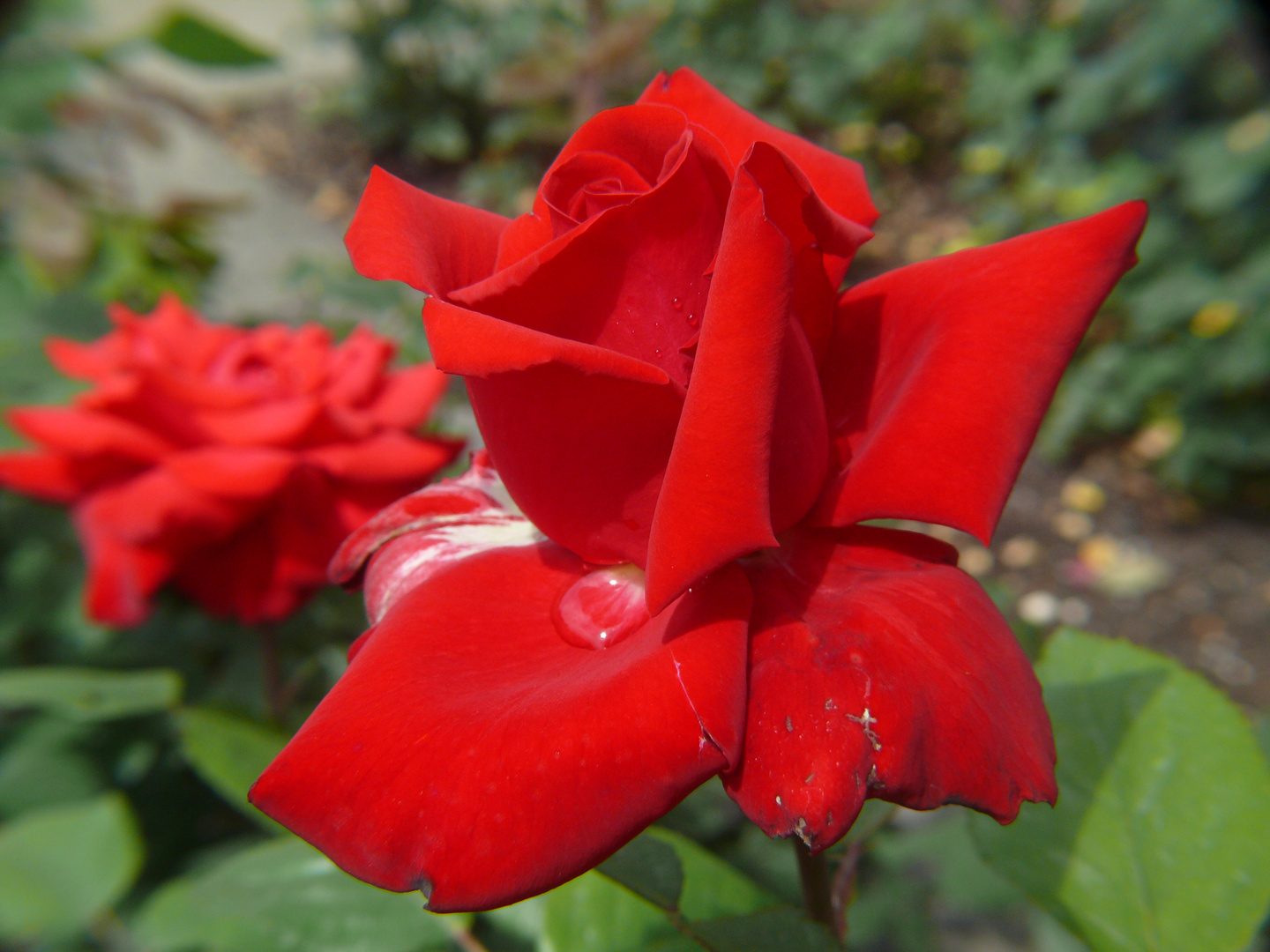 Rose im Botanischen Garten Augsburg