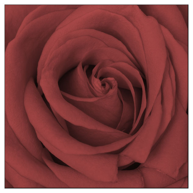 Rose im Detail