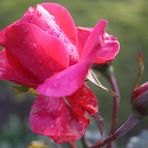 Rose im Dezember