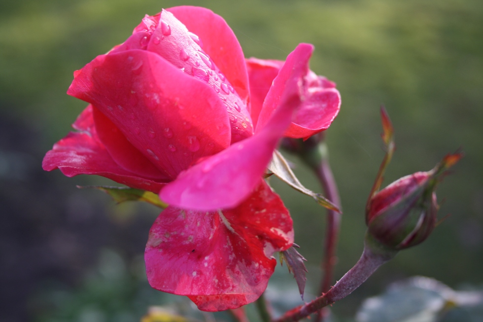 Rose im Dezember Foto & Bild pflanzen, pilze & flechten, pflanzen im