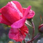 Rose im Dezember