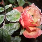 Rose im Dezember