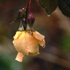 Rose im Dezember