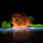 rose im dunkeln