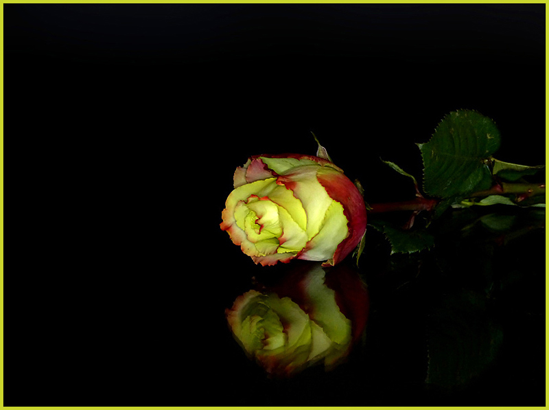 Rose im dunklen Spiegel