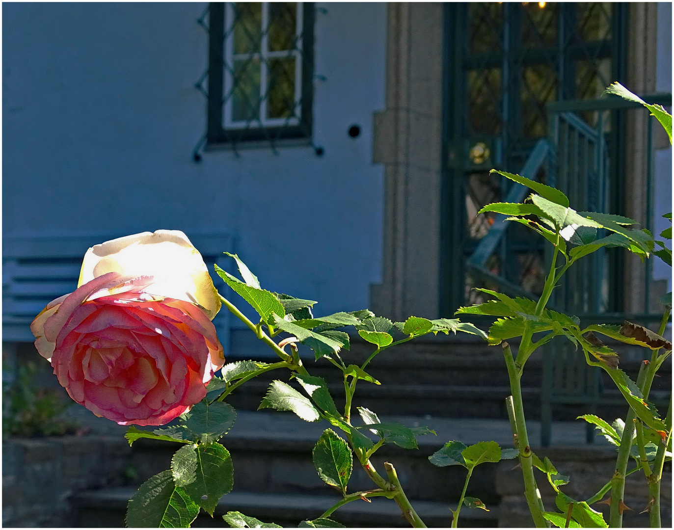 Rose im Eingangsbereich des Hauses Adenauer