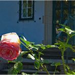 Rose im Eingangsbereich des Hauses Adenauer