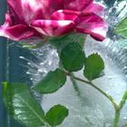 Rose im Eis