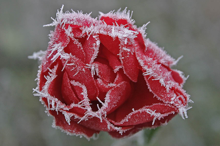 Rose im Eismantel