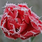Rose im Eismantel