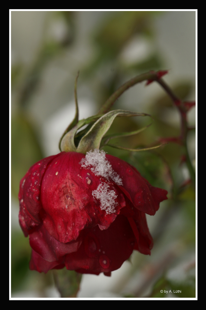 Rose im ersten Schnee