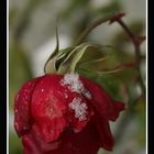 Rose im ersten Schnee