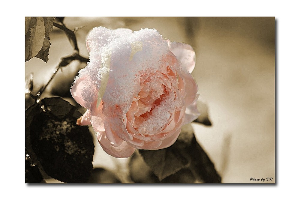 Rose im ersten Schnee