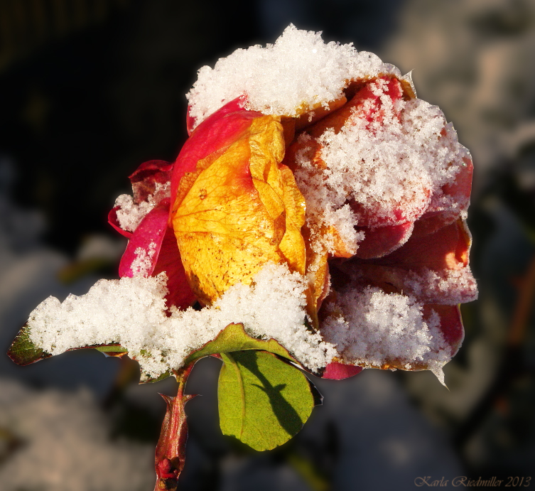 .....  Rose im ersten Schnee Winter 2013   ....