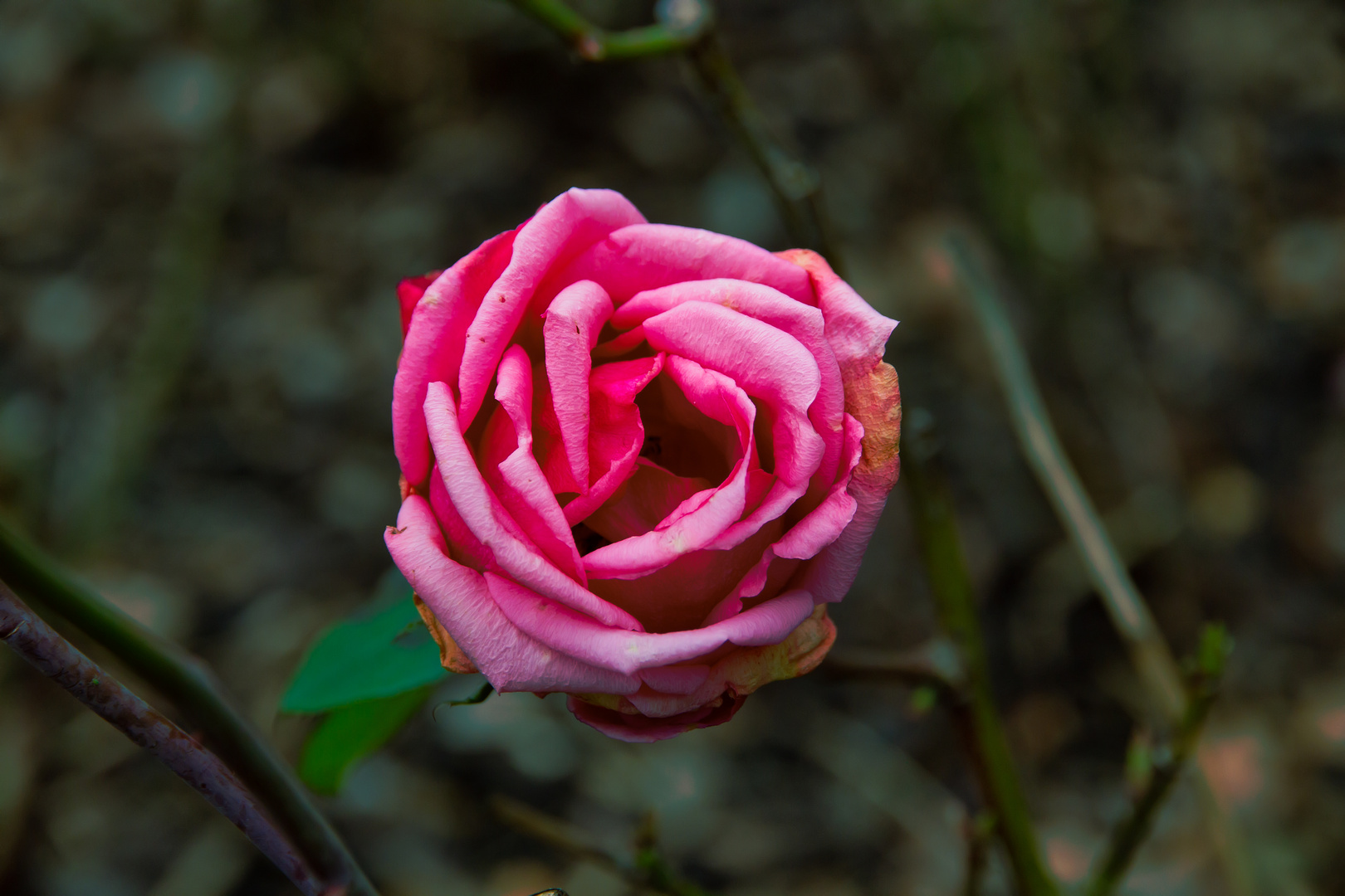 Rose im Februar