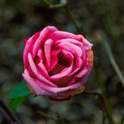 Rose im Februar