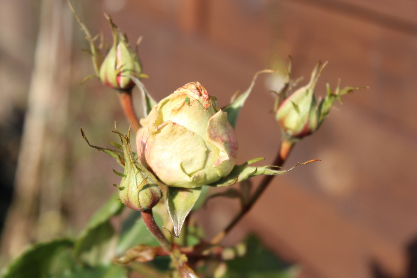 Rose im Februarlicht