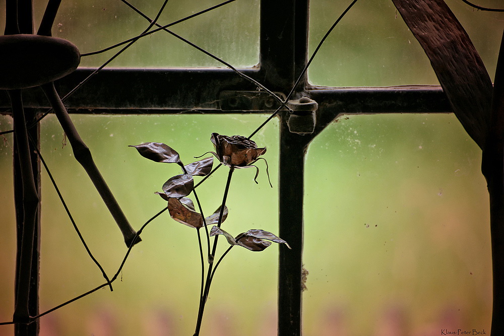 Rose im Fenster