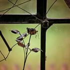 Rose im Fenster