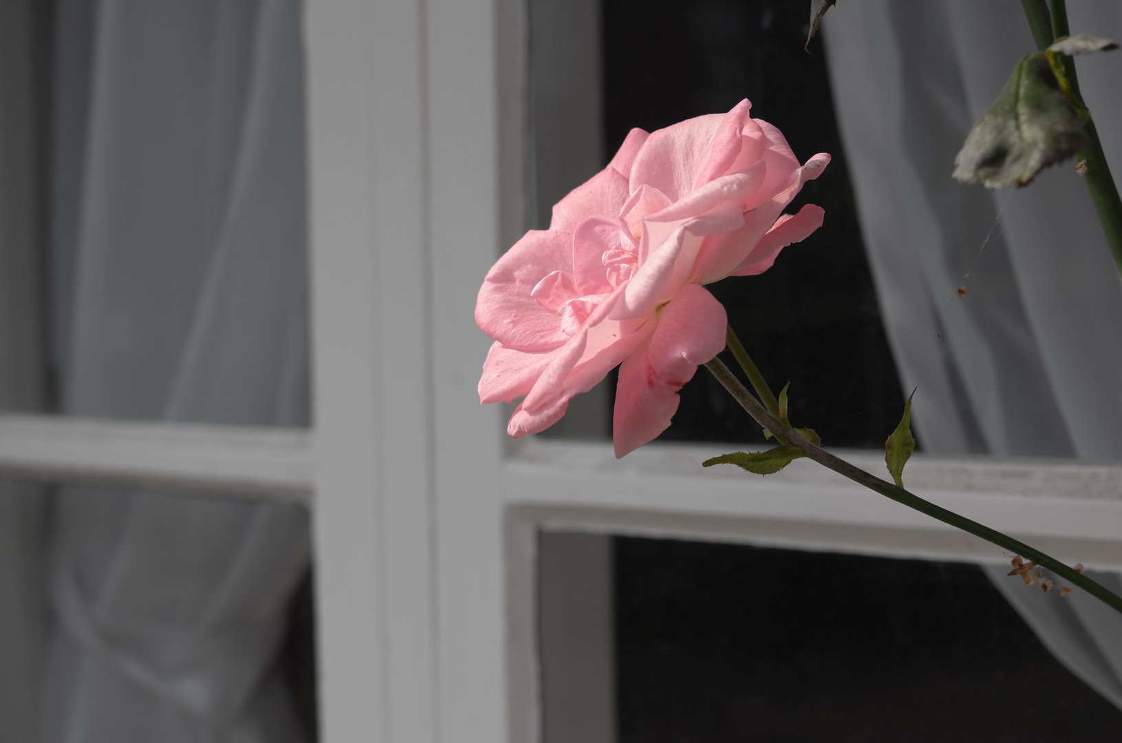 Rose im Fenster