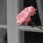 Rose im Fenster