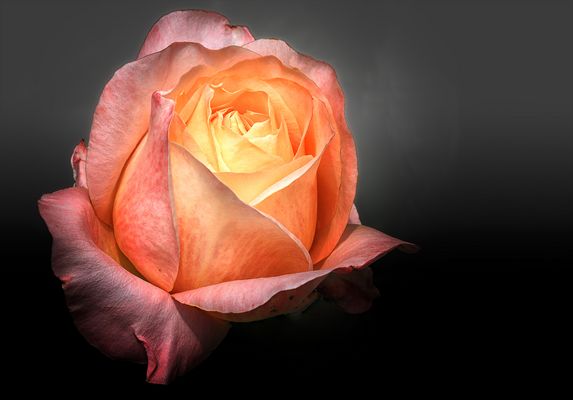 Rose im frühen Herbst