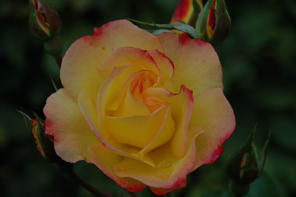 Rose im Garten Foto & Bild pflanzen, pilze & flechten