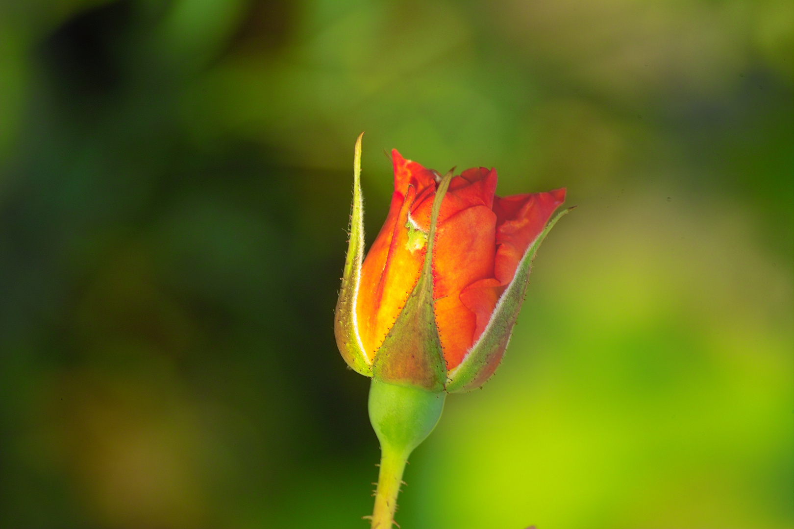 Rose im Garten