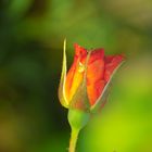 Rose im Garten