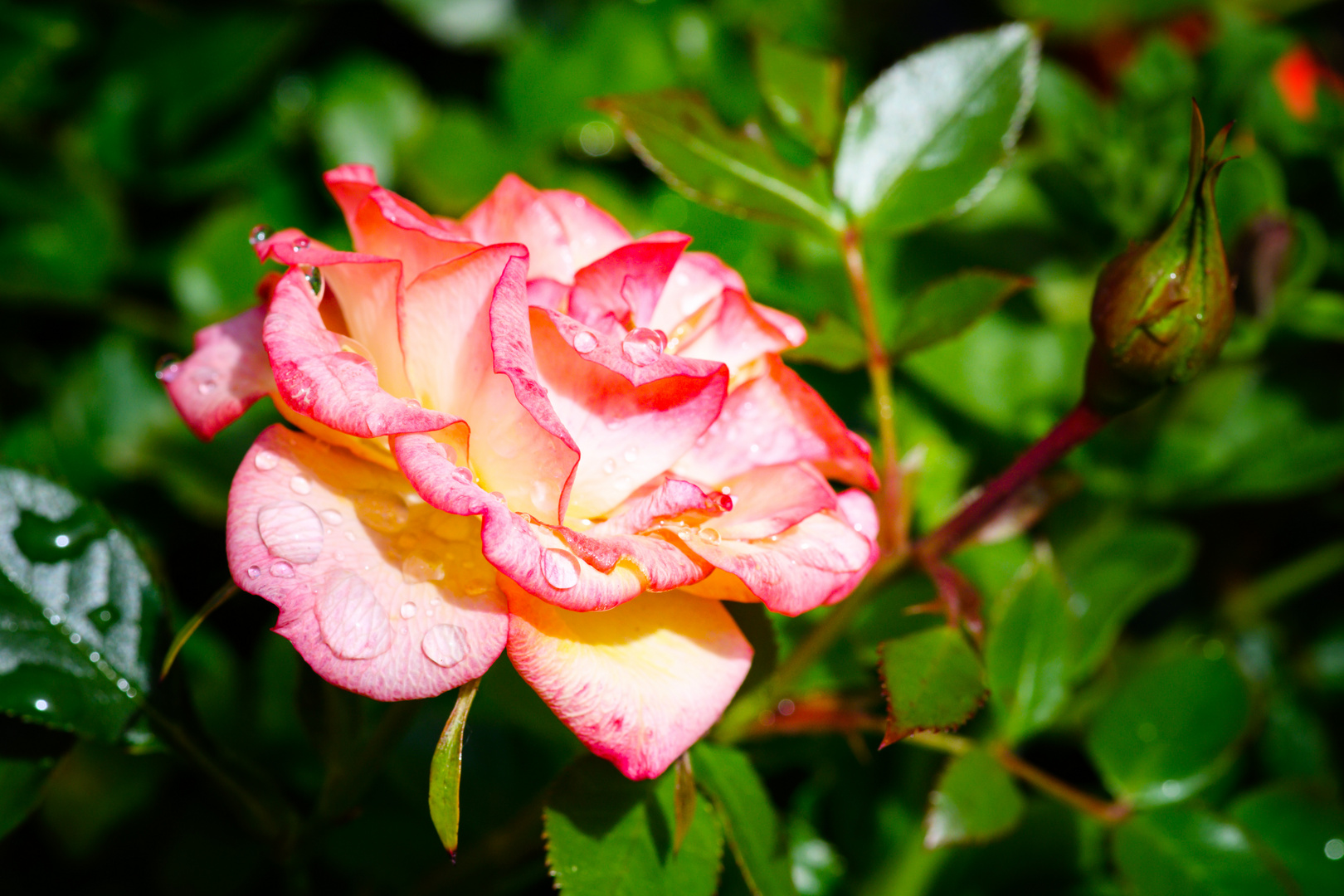 Rose im Garten