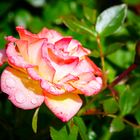 Rose im Garten