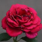 rose im Garten 2