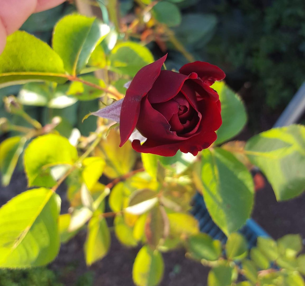 Rose im Garten