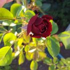 Rose im Garten