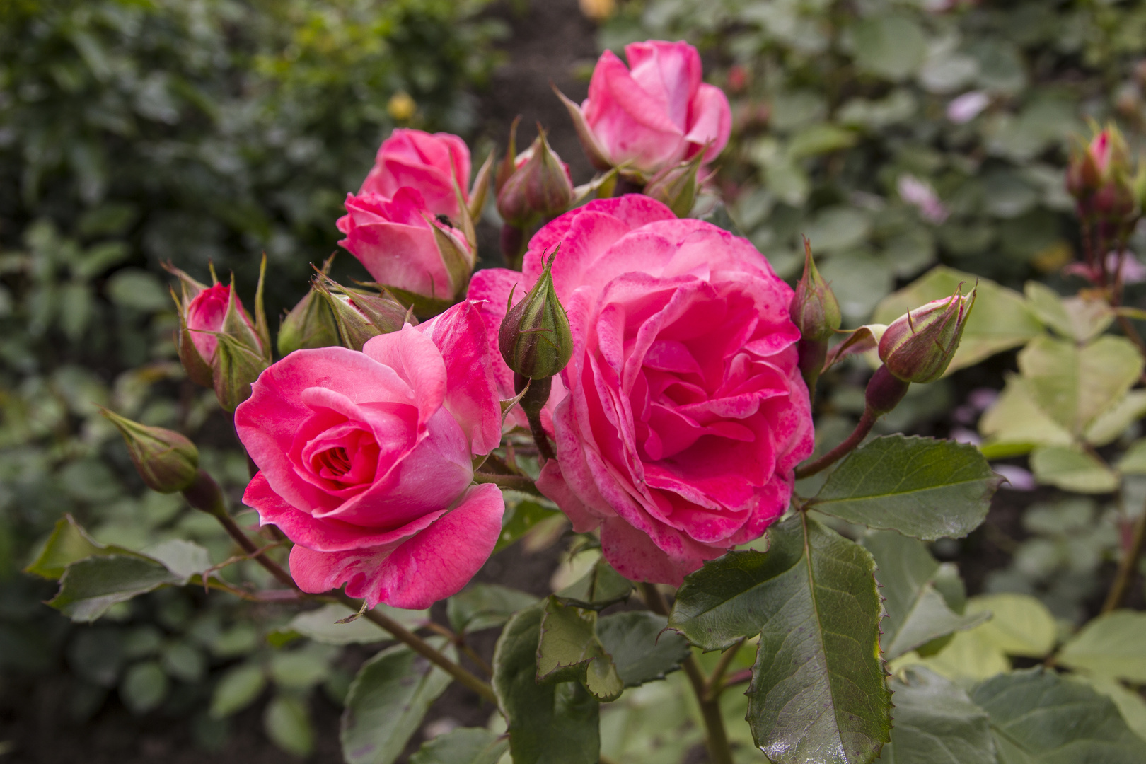 Rose im Garten