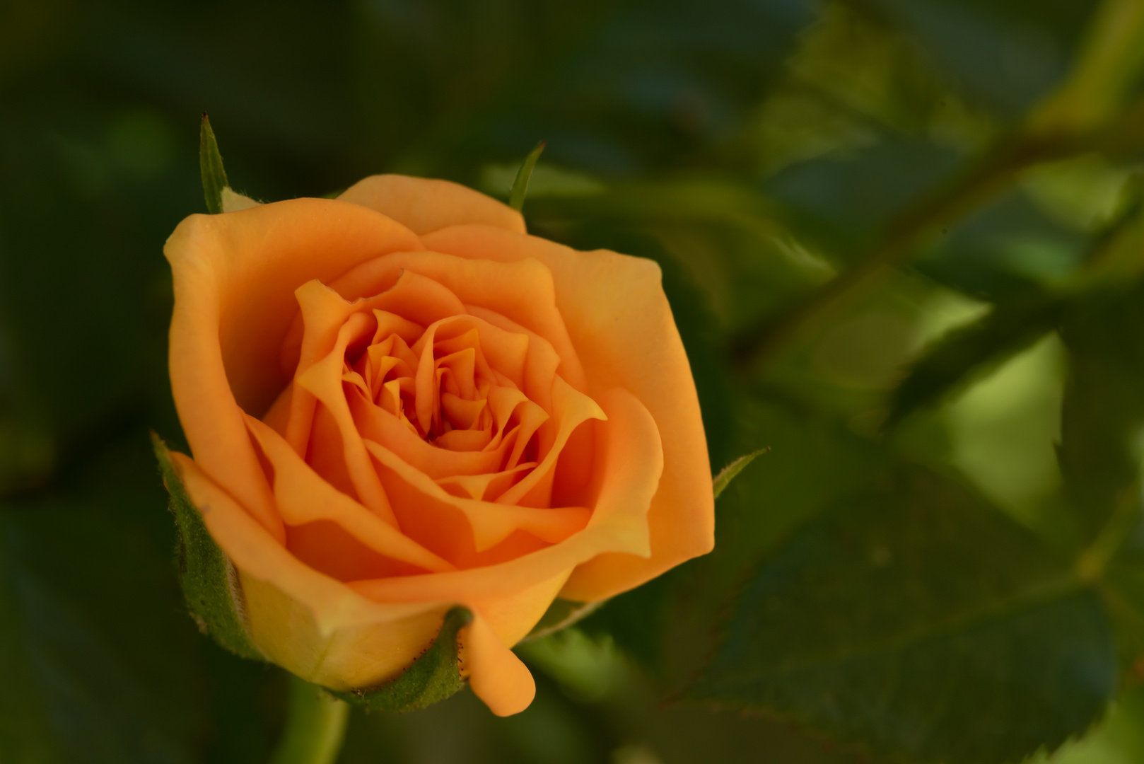Rose im Garten Foto & Bild sommer, makro, orange Bilder