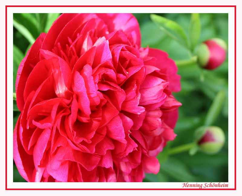 Rose im Garten...