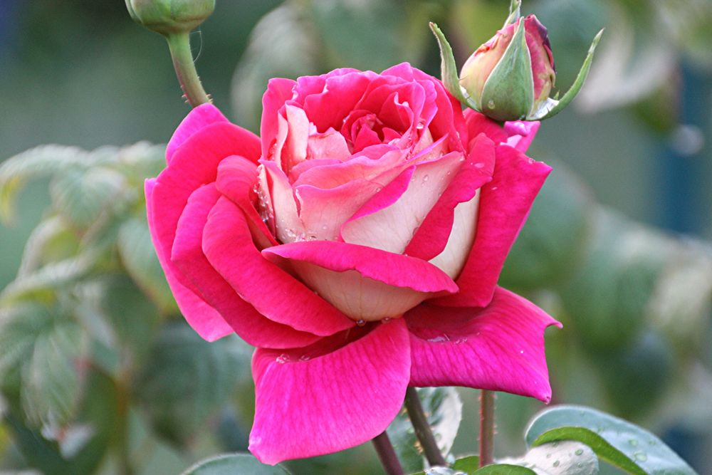 Rose im Garten Foto & Bild pflanzen, pilze & flechten, blüten