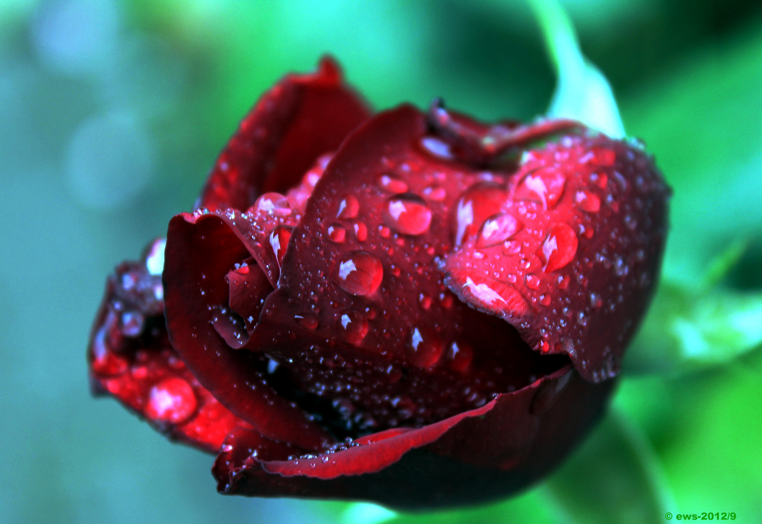 Rose im Garten