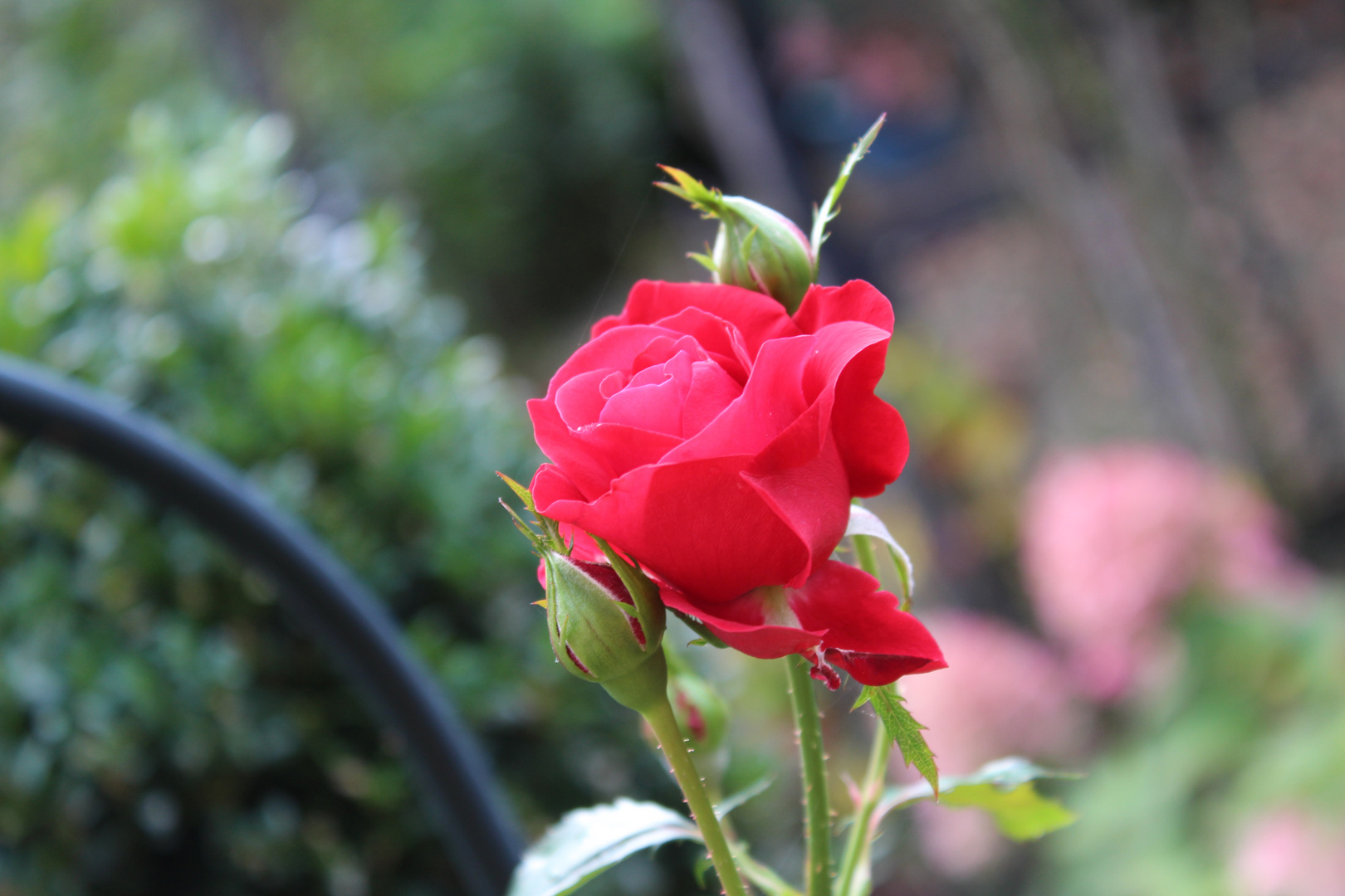 Rose im Garten