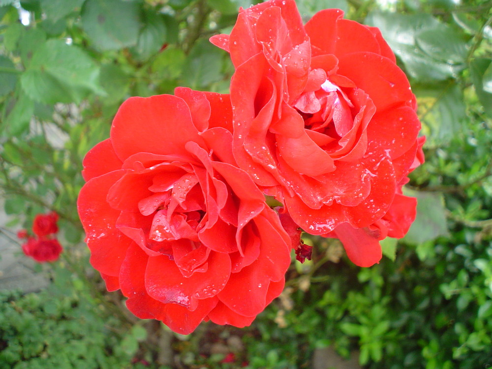 Rose im Garten