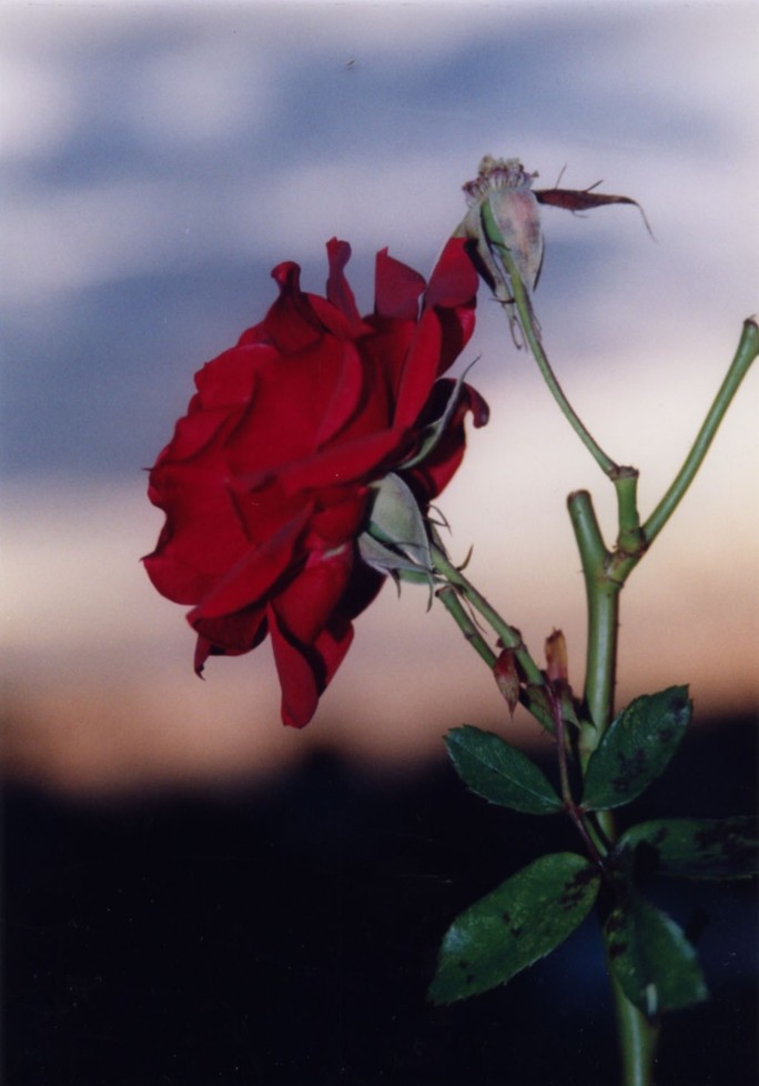 Rose im Garten