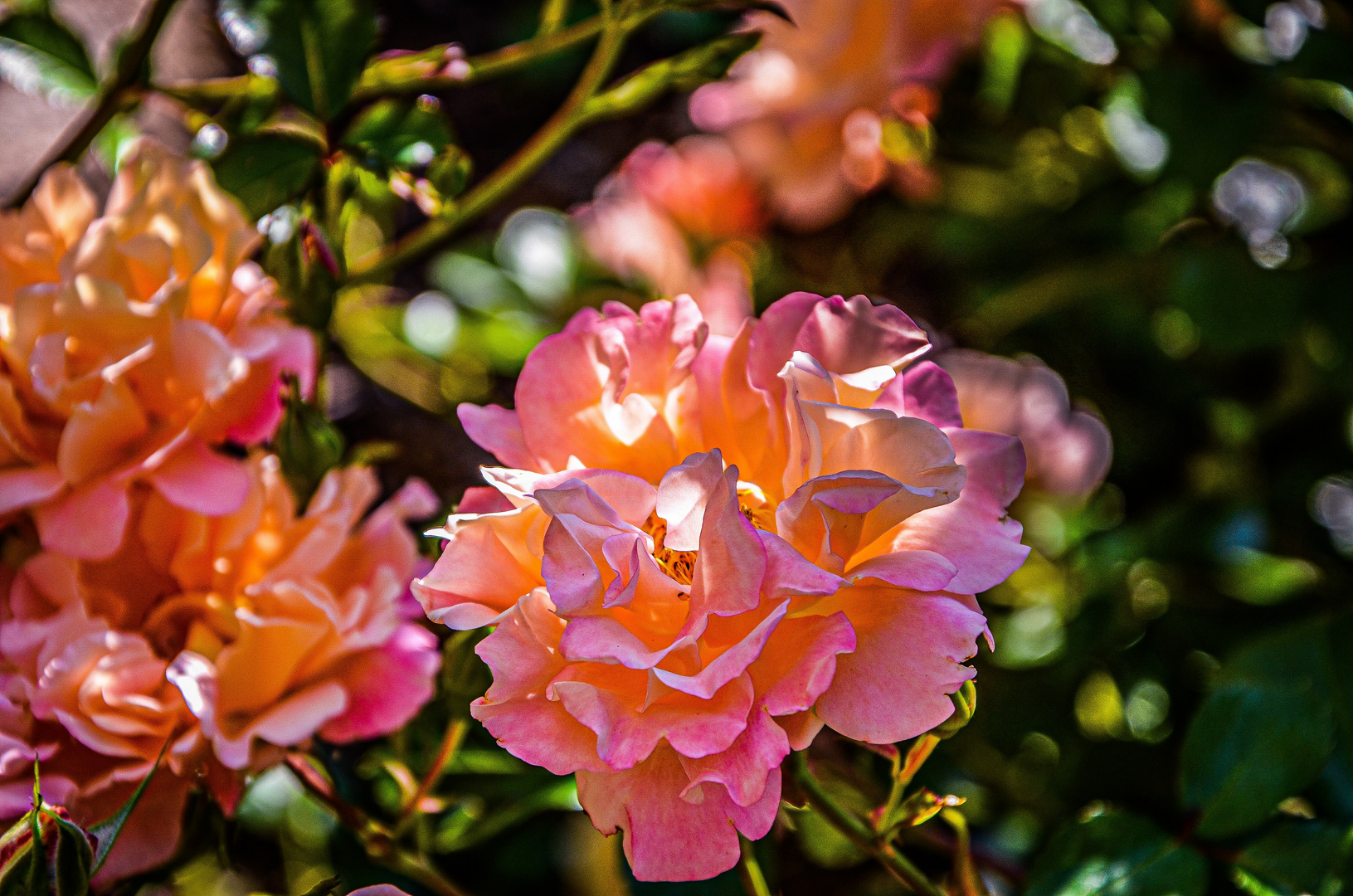 Rose im Garten