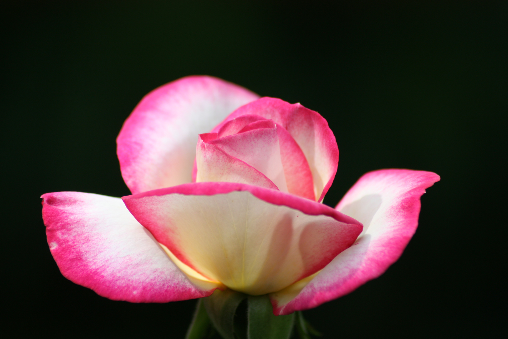 Rose im Garten